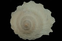 藏品(陽傘螺)的圖片